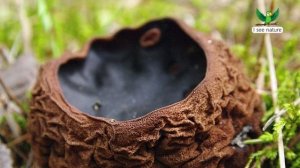 Редкие грибы России