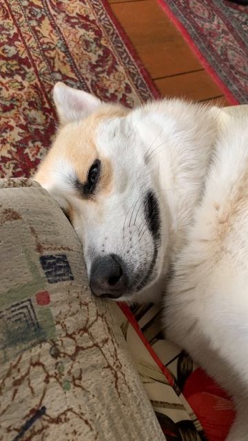 Продолжай чесать
#хаски #щенок #собака #домашниеживотные #БрюликиЛиска #dog смотреть онлайн