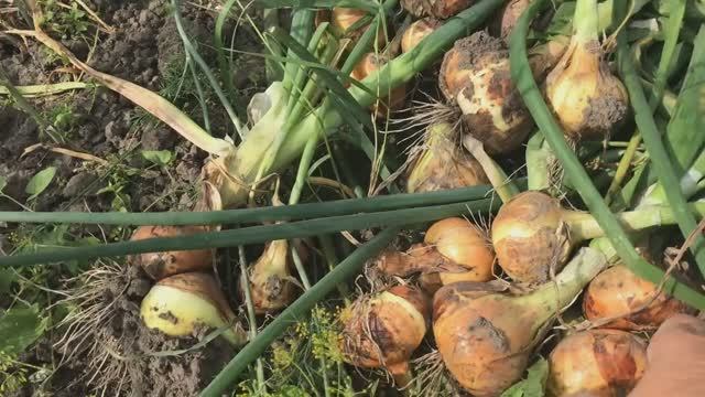 Сбор лука и подготовка его к хранению. Мой урожай довольна ли я. смотреть онлайн