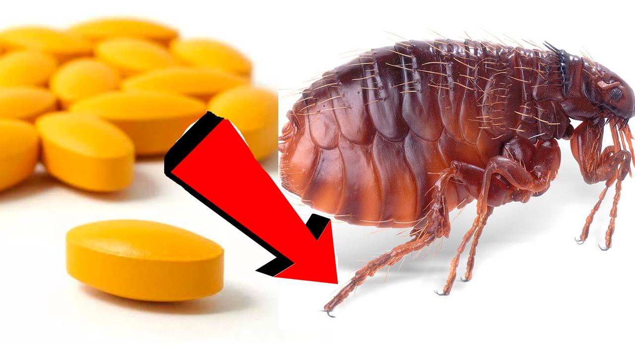 Как быстро избавиться от блох За 3 Секунды.!!!. смотреть онлайн