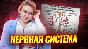 Симпатическая и парасимпатическая нервная система | Биология ОГЭ I Умскул