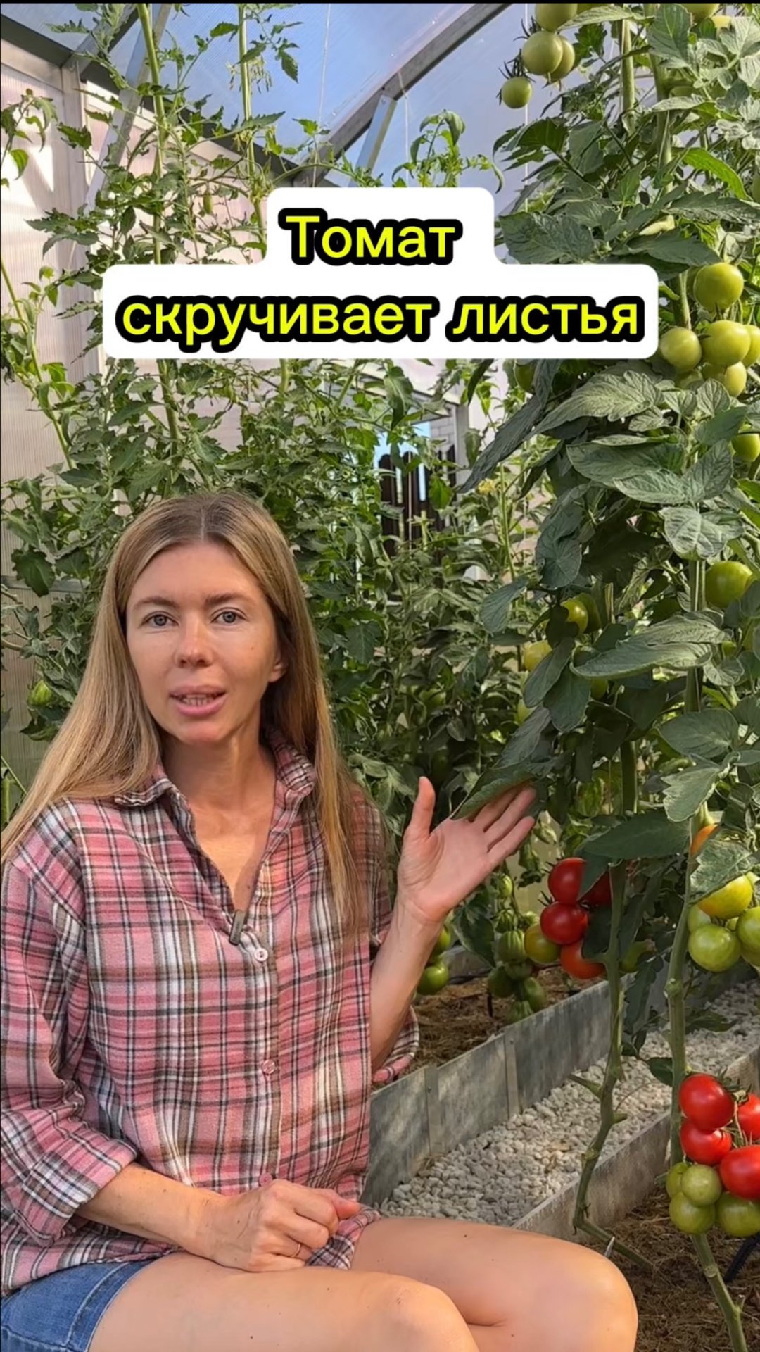 Листья томата скручены и в пятнах. Что это? смотреть онлайн