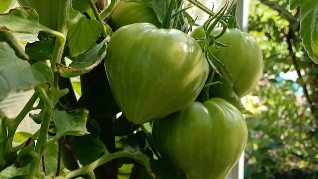 Томаты на Минино 26.07.2025