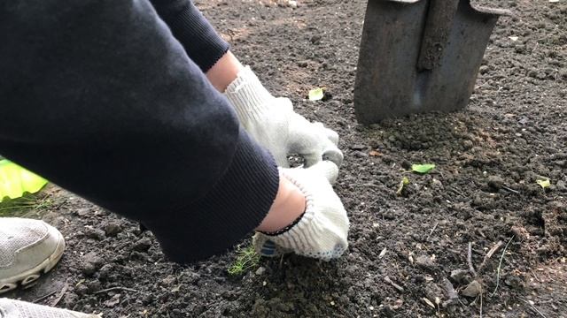 Впервые пересаживаю мшанку. Ленивому газону быть смотреть онлайн