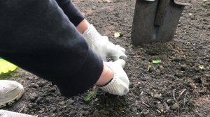 Впервые пересаживаю мшанку. Ленивому газону быть