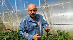 Презентация Сладкого Раннего Черри перца для маринования и фарширования!