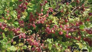 Крыжовник Краснославянский  2025г.