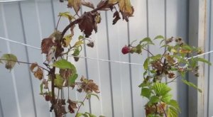 Малина заболела. Лечение - бордосская жидкость