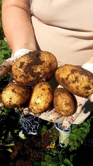 Выращиваю картофель ТОЛЬКО ТАК.