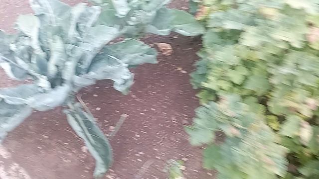 удалось вырастить новую огородную культуру#овощи#огород#капуста смотреть онлайн