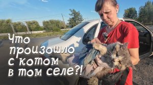 Бездомных кошек в селе колят вилами...Забираем бедолагу, измученную жизнью.