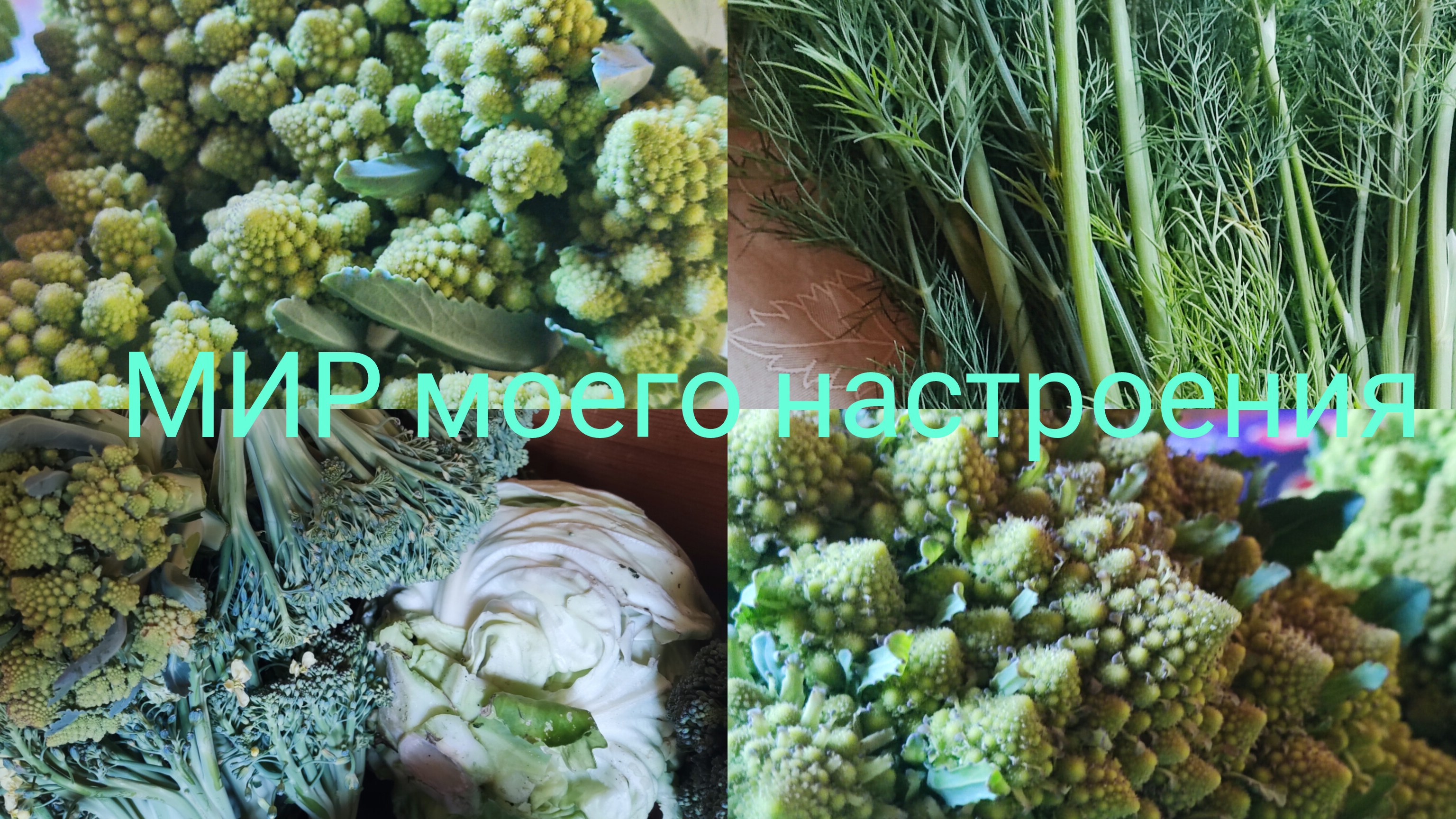 25.07.25 Собрали урожай Брокколи и Романеско.Приехала на Дачу. смотреть онлайн