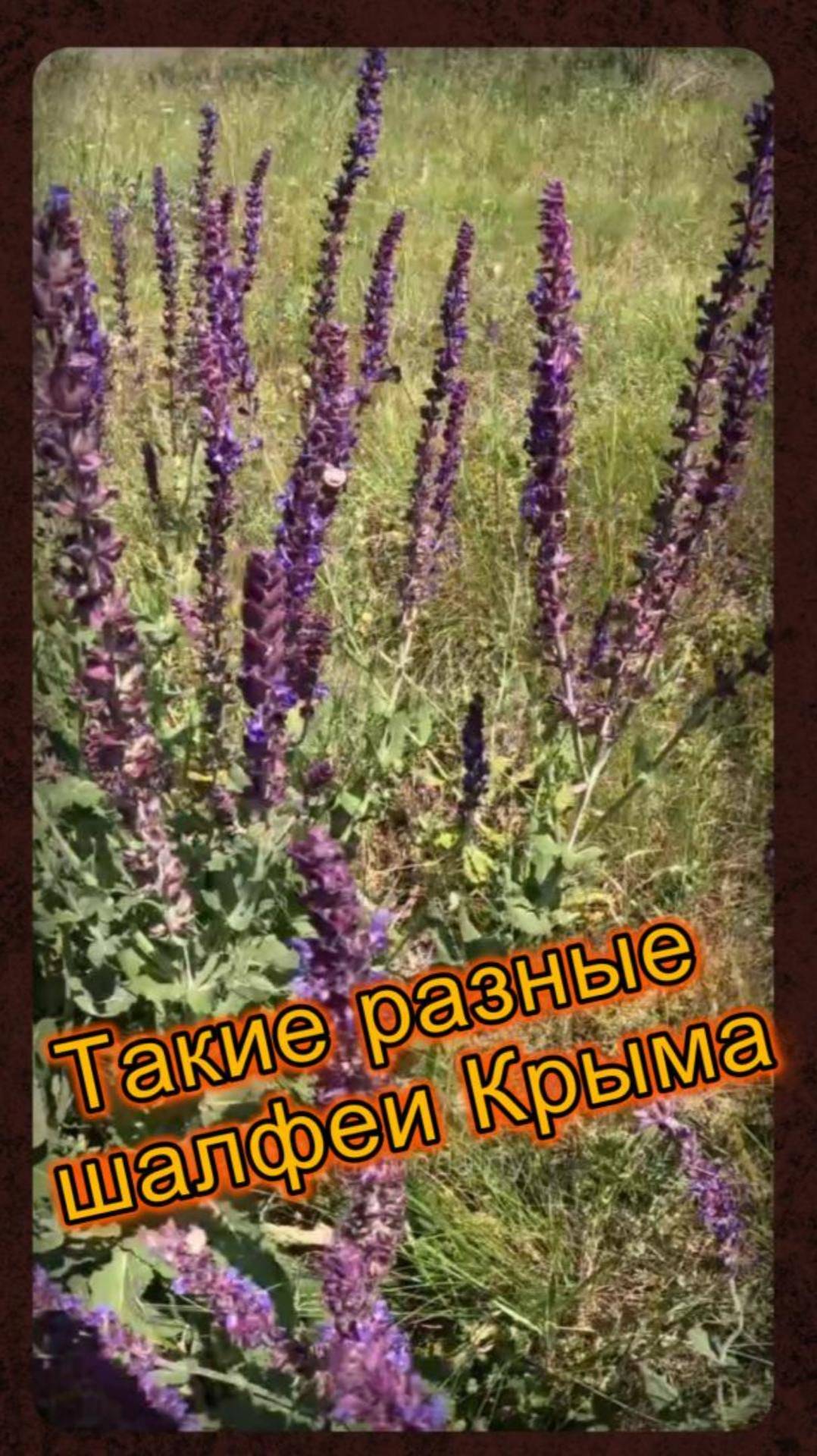 Шалфеи Крыма