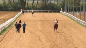 Павловские скачки. Большой приз дерби