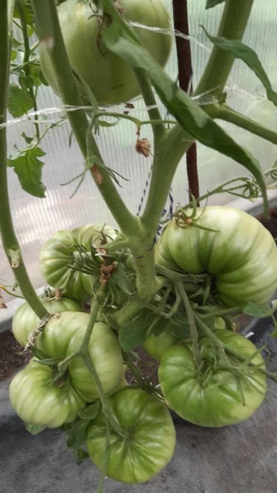 ЯРСОН 25 ОБЗОР СОРТА ОТ 20 ИЮЛЯ - ПОЛЬСКАЯ СЕЛЕКЦИЯ смотреть онлайн