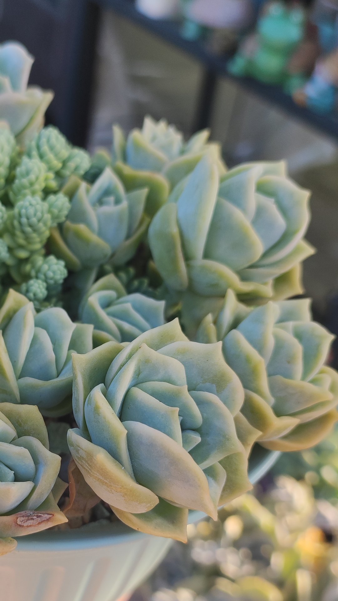 Было/стало Граптоверия Лавли Роуз, изменения за год смотреть онлайн