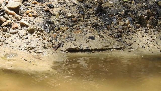 А вы знаете кто это? Бабочка, или птица??? БРАЖНИК.