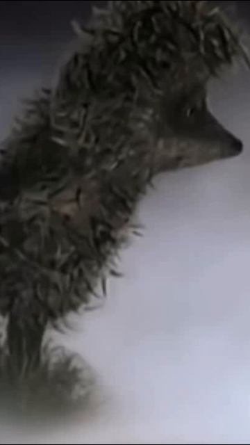 Ёжиков люблю.Шуточный ролик. смотреть онлайн