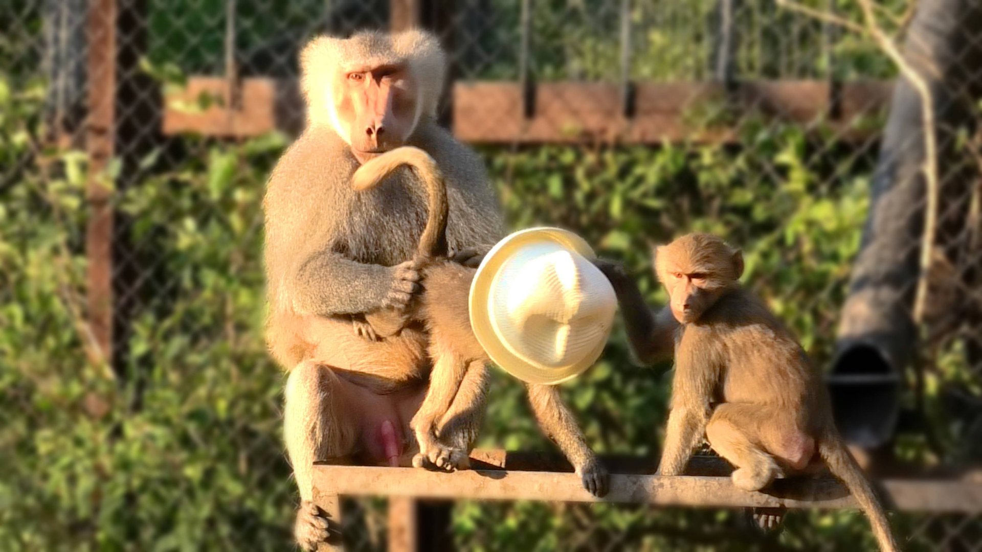 Вот это да! Парад мод в Дом2? Мигель ФОКУСНИК - достает из шляпы... ПАУЧИТУ! И запихивает ее обратно смотреть онлайн