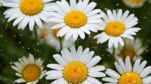 СКАЗОЧНОГО ВОСКРЕСЕНЬЯ! ПУСТЬ ВСЕ ПРОБЛЕМЫ ЗАРАСТУТ РОМАШКАМИ!