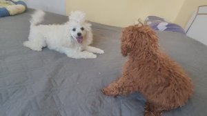 Шиндр Мындр Веселые собаки . Поднимают настроение. Какая милота ! Пудели щенки #сезонконтентаRUTUBE