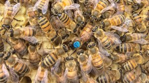 Маточка ИО С2(DSA) ins B140(DSA)