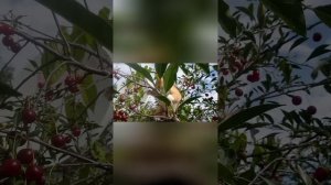 Наглый маленький подкидыш😻