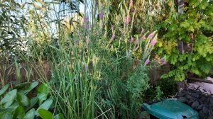 Южный сад в конце июля! ОБЗОР ЦВЕТУЩЕГО ЮЖНОГО ЛЕТНЕГО САДА ! Потери в саду!