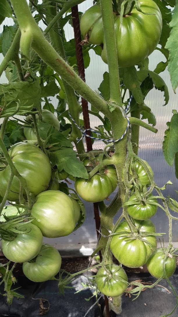 СЕРДЦЕ ХИБЫ (Румыния) ОБЗОР СОРТА ОТ 20 июля смотреть онлайн