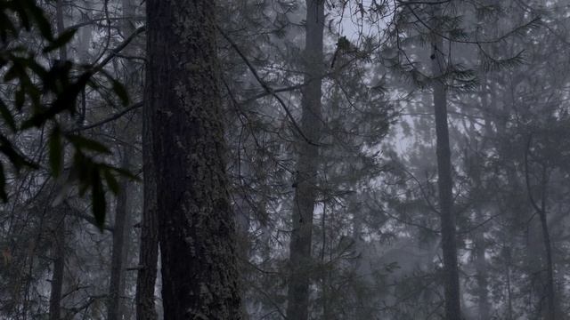 Nature always creates mysteries смотреть онлайн