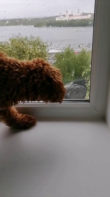 Энди и голубь