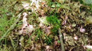 20 ИЮЛЯ...ПОИСК ГРИБОВ...