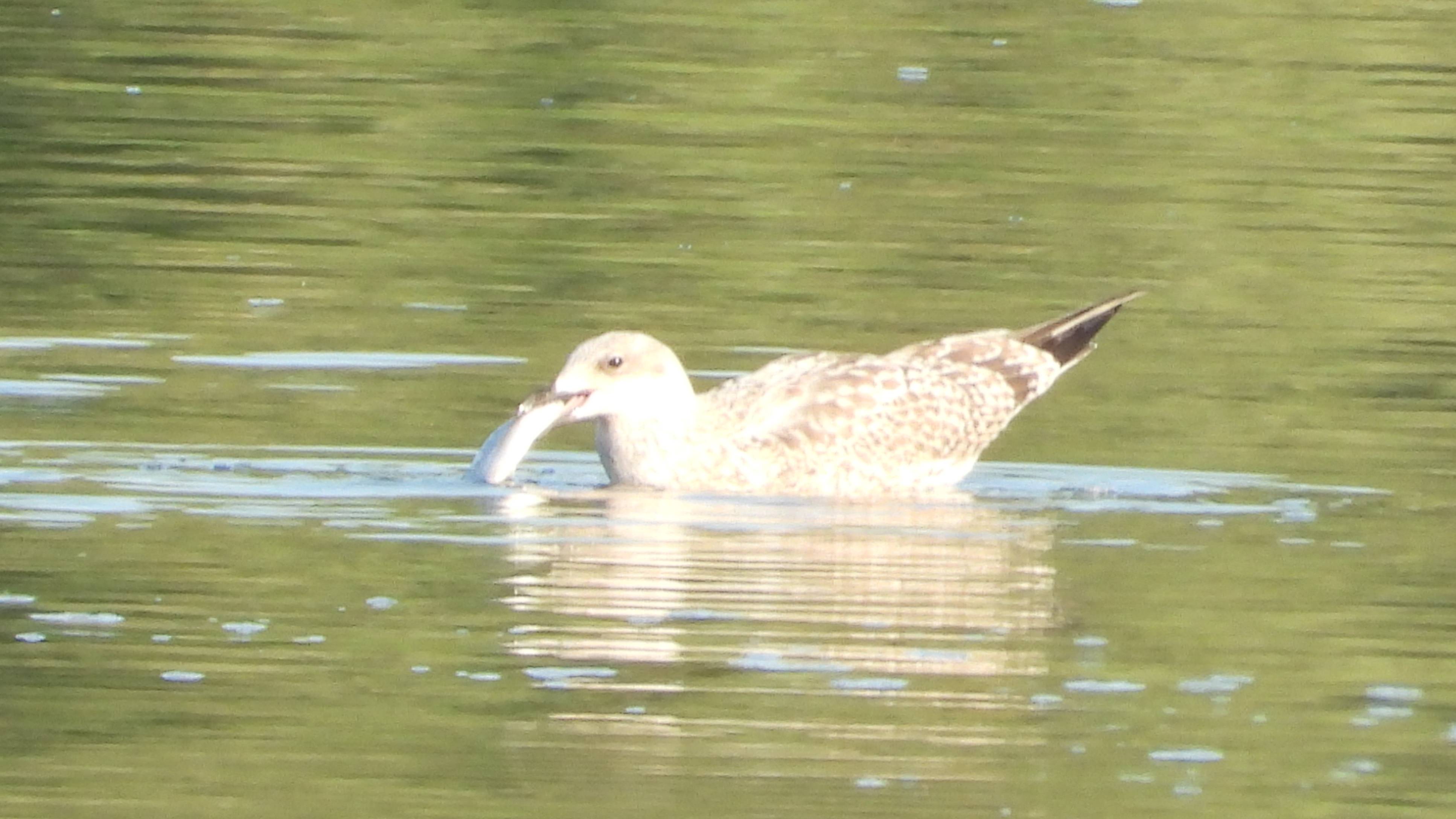 молодая Серебристая Чайка поймала рыбу, 26.07.2025, Великий Новгород смотреть онлайн