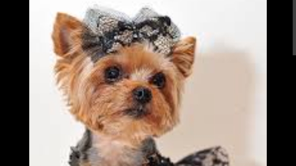 милашка 😍🐶🐕🦮🐕🦺