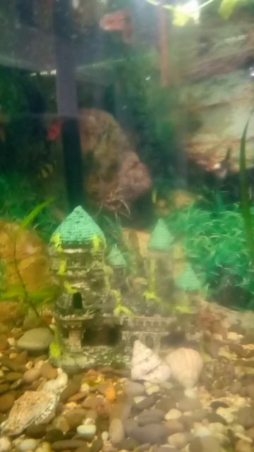 мой аквариум