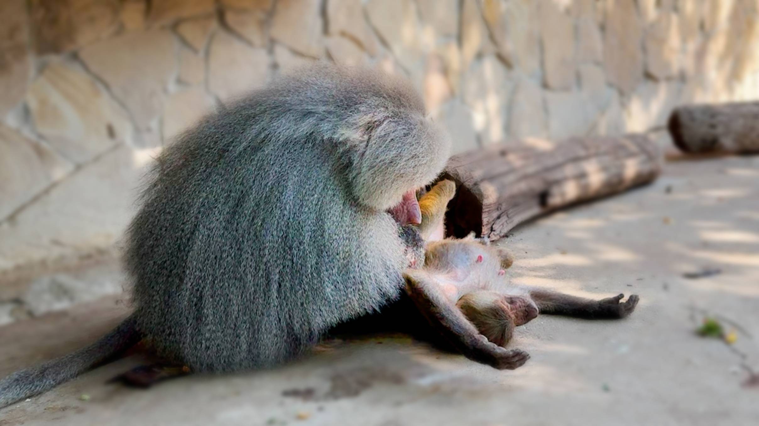 Мы в ШОКЕ! Люсю до ИСТЕРИКИ довел МАЛЬЧИК С ПАЛКОЙ! Под присмотром родителей! Хуже обезьян! смотреть онлайн