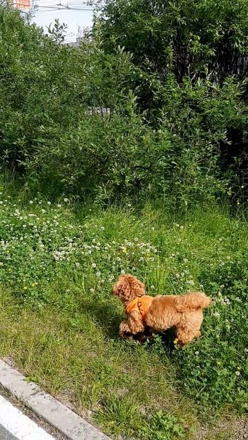 Энди бегает за птичкой