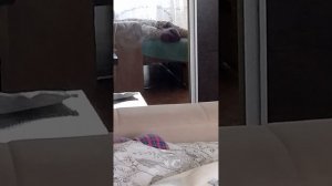 зонго