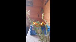 Чудеса природы.