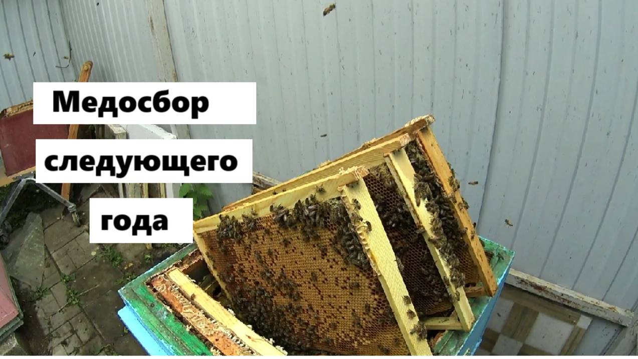 Работа над медосбором следующего года. смотреть онлайн