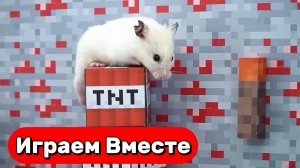 СЕКРЕТНЫЙ ЛАБИРИНТ С ЛОВУШКАМИ ДЛЯ УМНОГО ХОМЯКА 🐹 ВИДЕО ДЛЯ ДЕТЕЙ №1