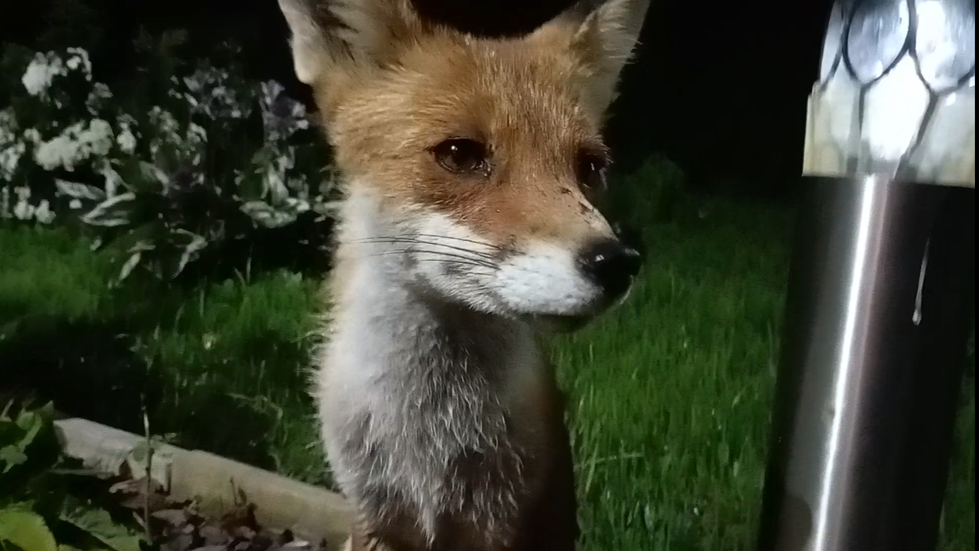 (1075) Лиса приходит в гости. Июль 2025 смотреть онлайн