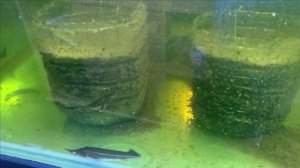 Как сажать лотосы из семян.Второй вариант радует