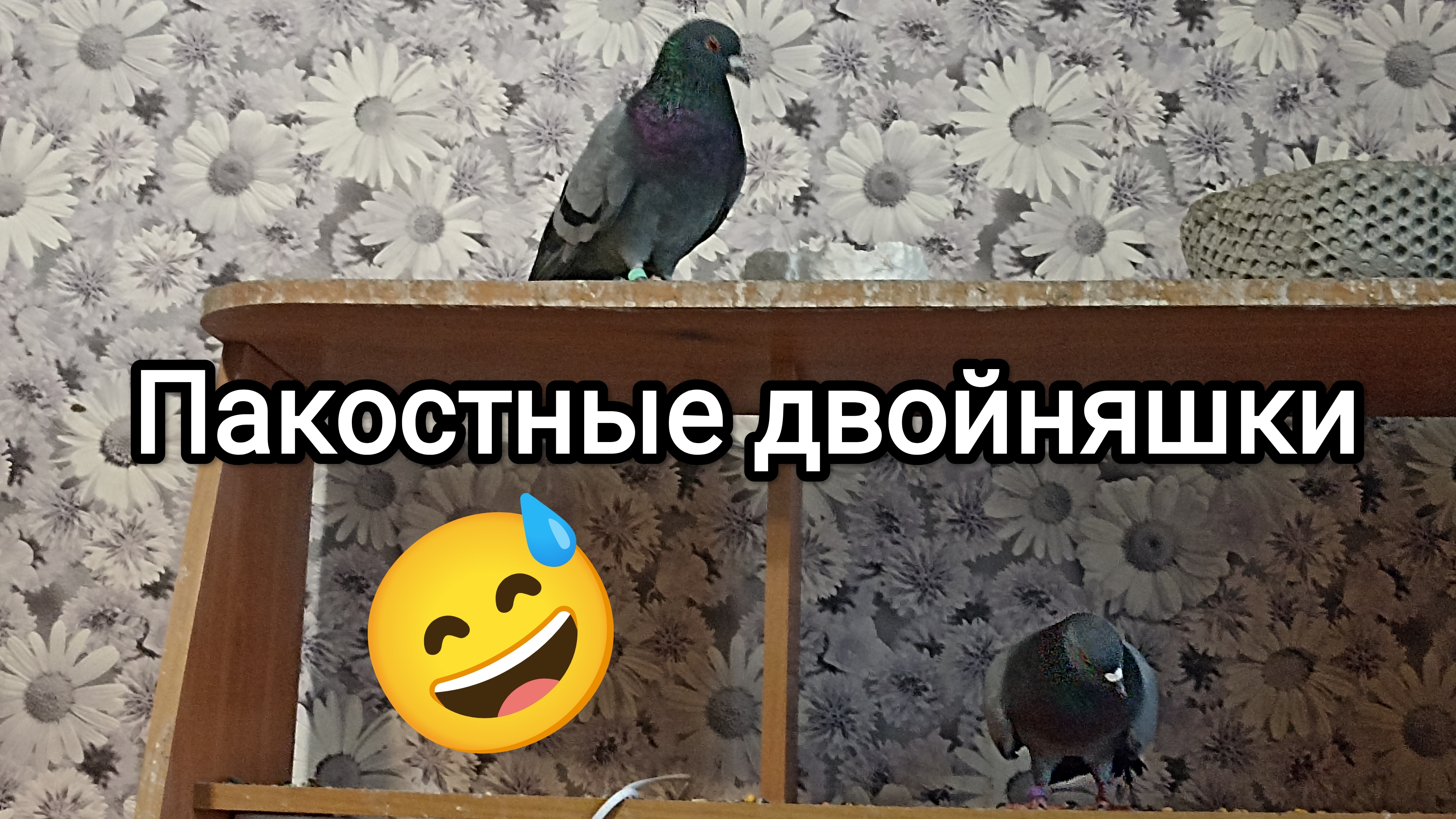 26-07-2025. Пакостные двойняшки / Показываю Злыдня.