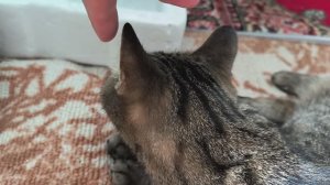 Кошка радуется когда её гладят и мурчит