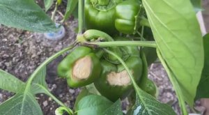 Вершинная гниль на перцах. Лечение и подкормка 2 в 1