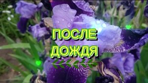 После дождя - красивая песня о природе и летней радуге