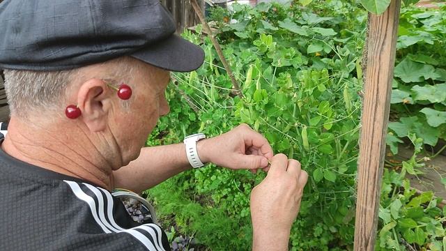 На даче, Петрусь увидел малину.mp4