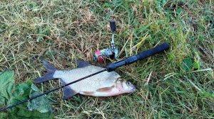 Когда рыба перекормлена