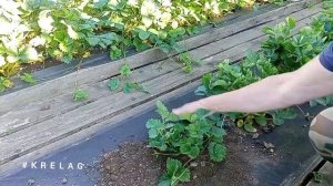🍓Как сделать новую грядку под КЛУБНИКУ.